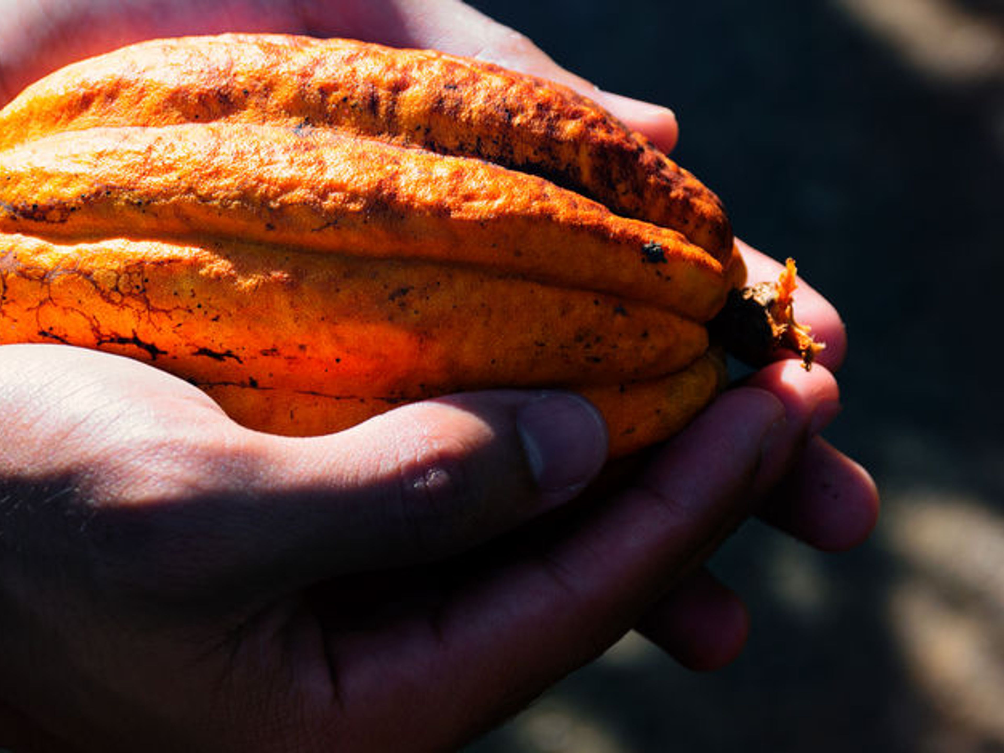 Джип Сафари "БАРАКОА НА НОЧЬ". Cocoa route, Baracoa