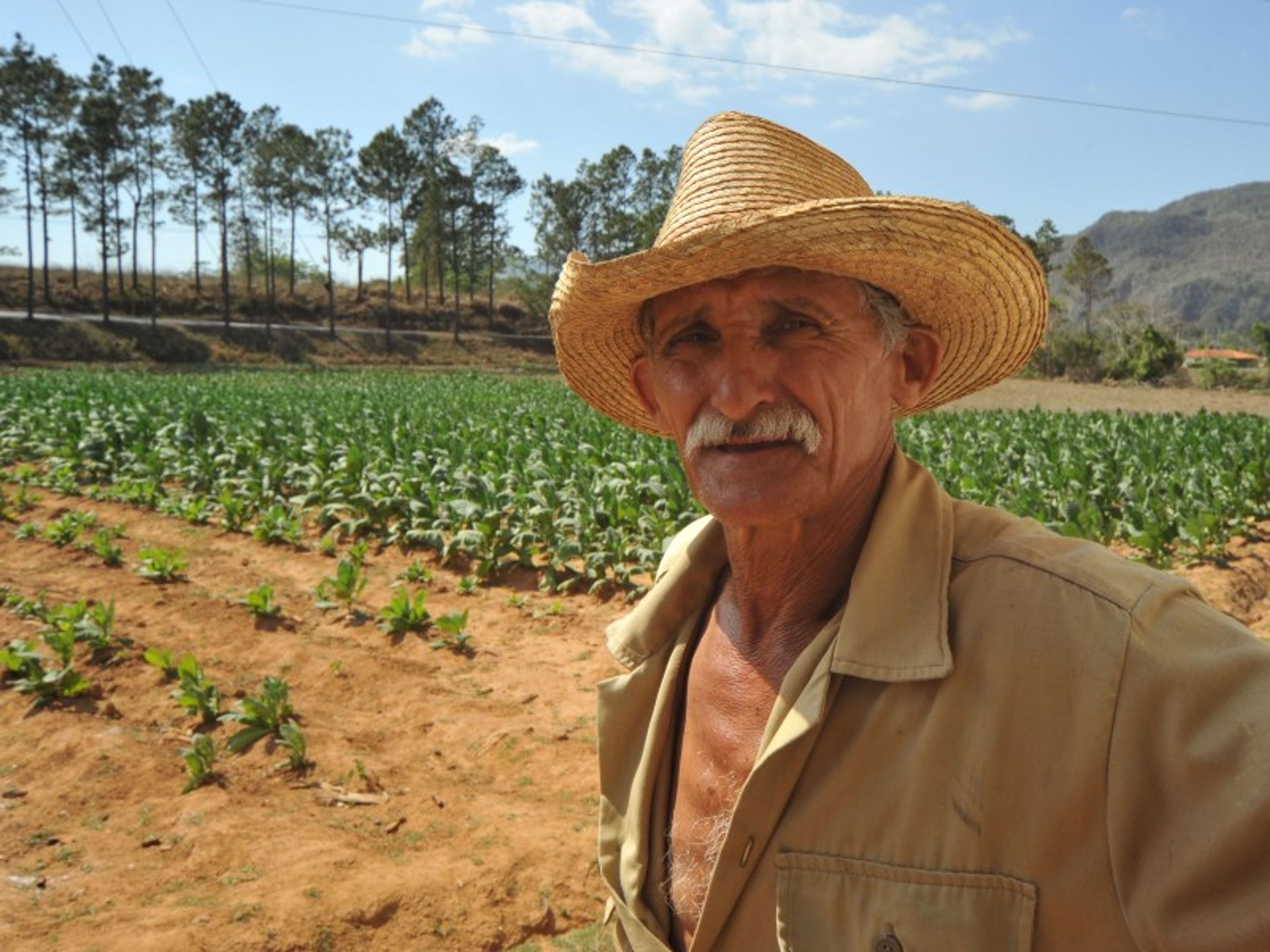 Tour “PINAR DEL RIO & VIÑALES”. The Tobacco plantation panoramic view, Viñales Valley National Park, Pinar del Rio, Cuba.