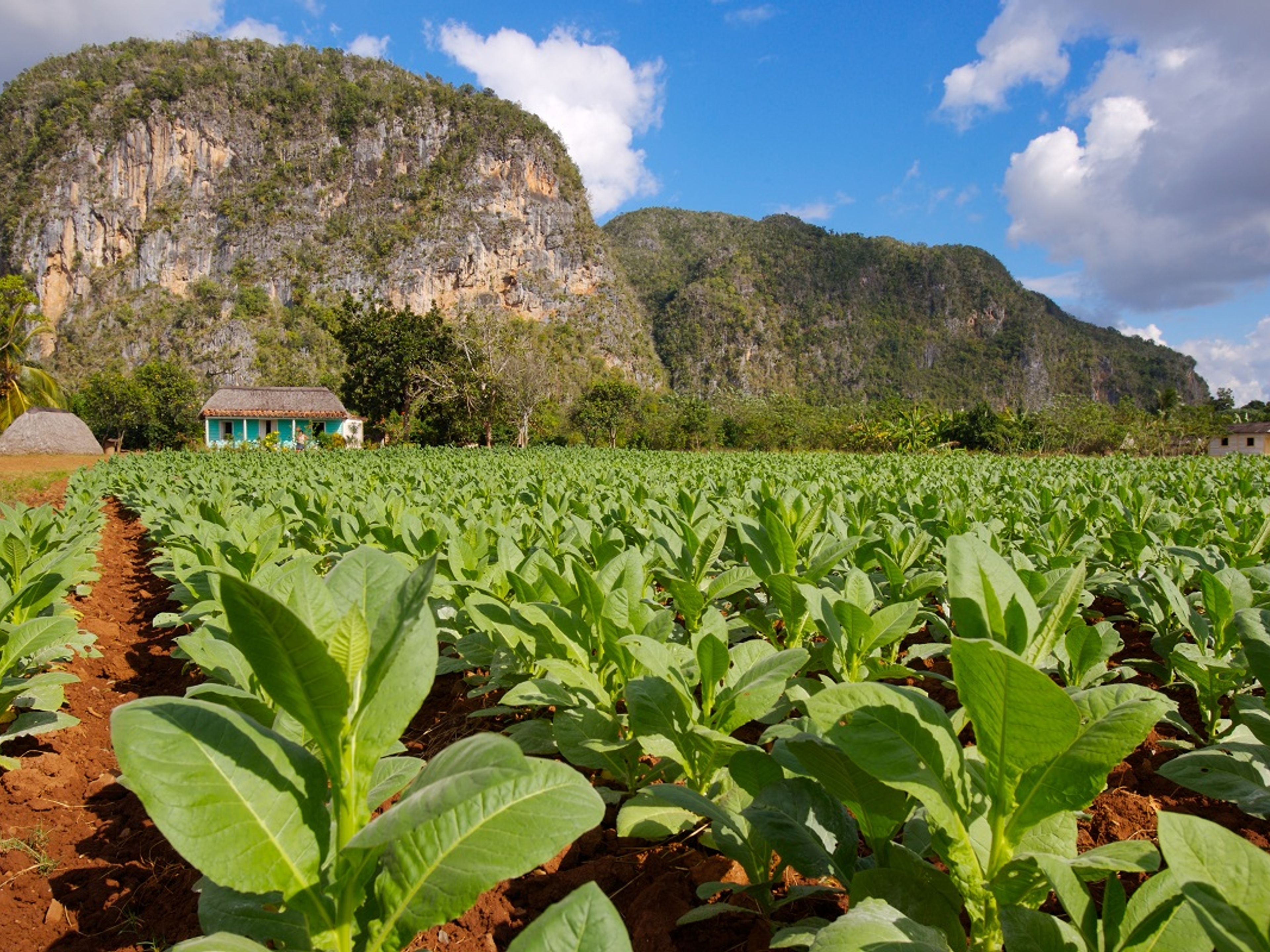 Excursión “PINAR DEL RÍO & VIÑALES”. The Tobacco plantation panoramic view, Viñales Valley National Park, Pinar del Rio, Cuba.
