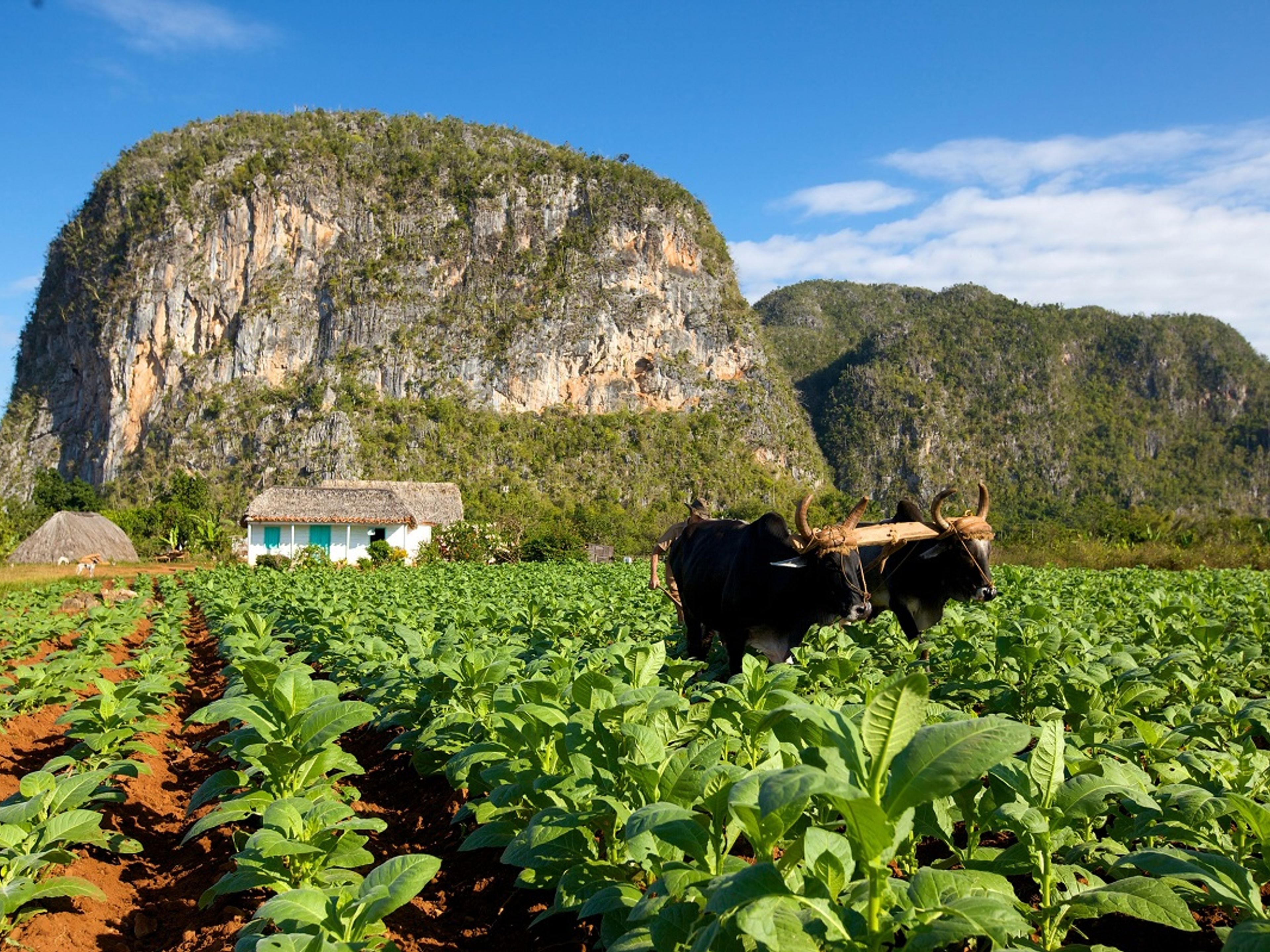 Tour “PINAR DEL RIO & VIÑALES”