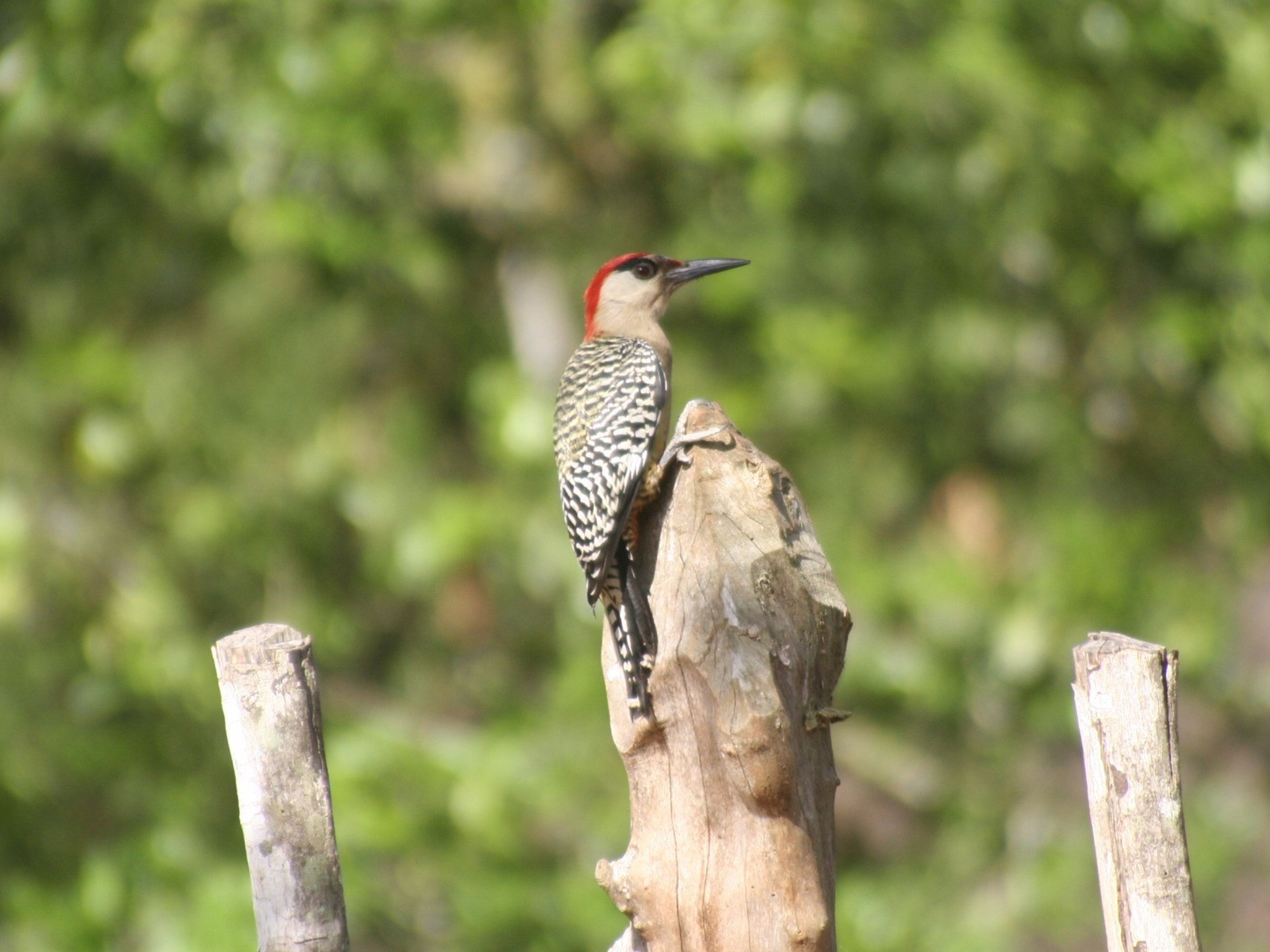 Finca La SabinaCuban birds, La Sabina farm, Banao