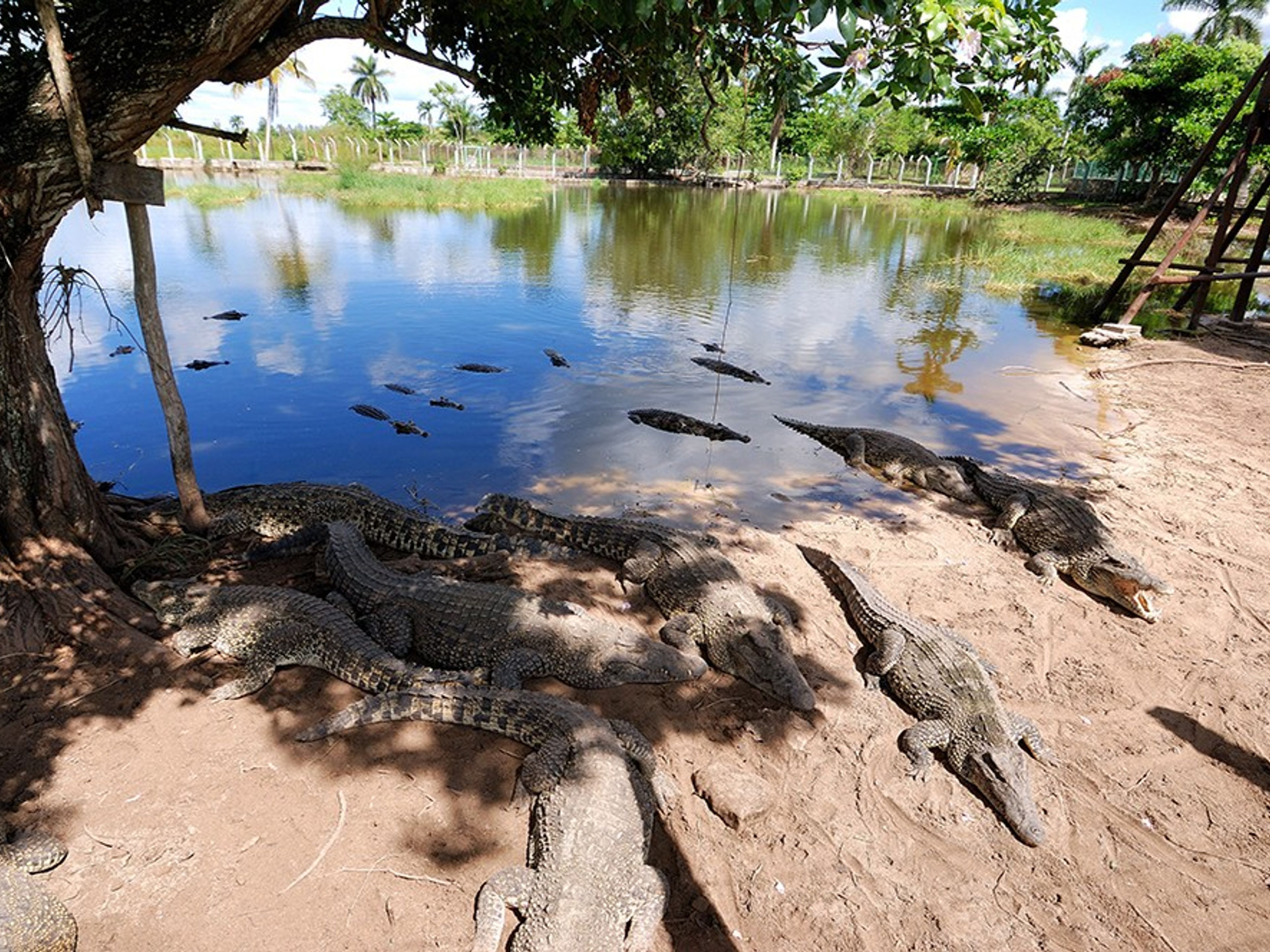 Villa Horizontes Guama Hotel - Adults onlyCocodriles farms