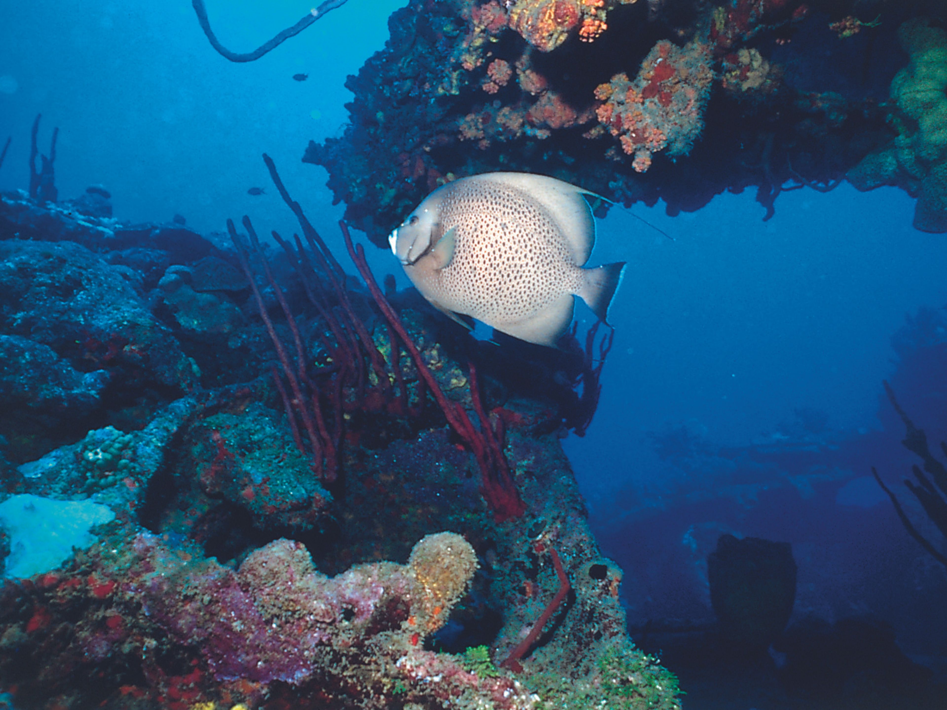 Cubanacan Cayo Levisa HotelScuba diving in open sea