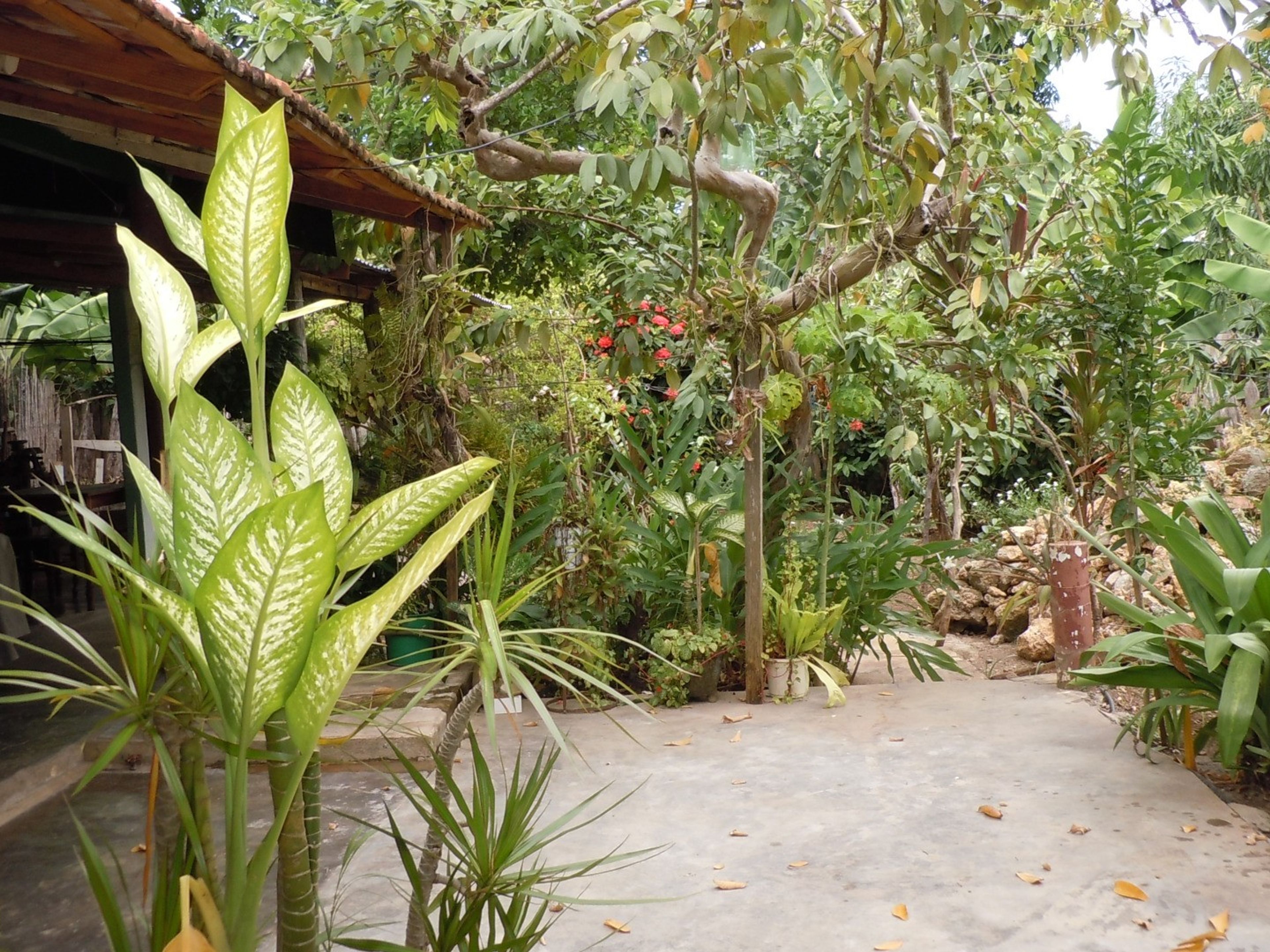 Casa Yolanda Quintero, CÉSPEDES, No. 44 - Inside patio view