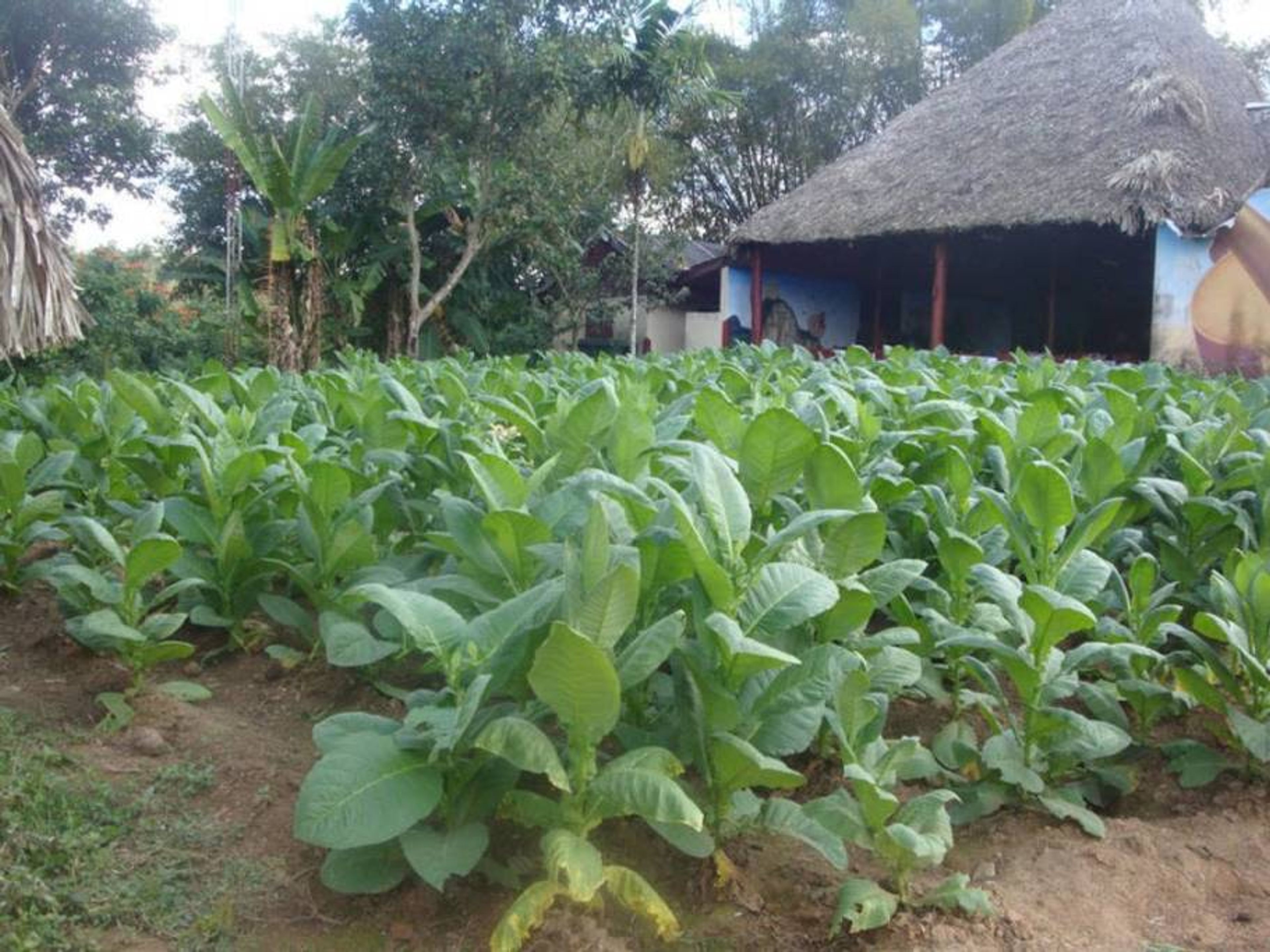 Casa Gricelda y Carlos, RAFAEL TREJO, No. 4 - Tobacco plantation view