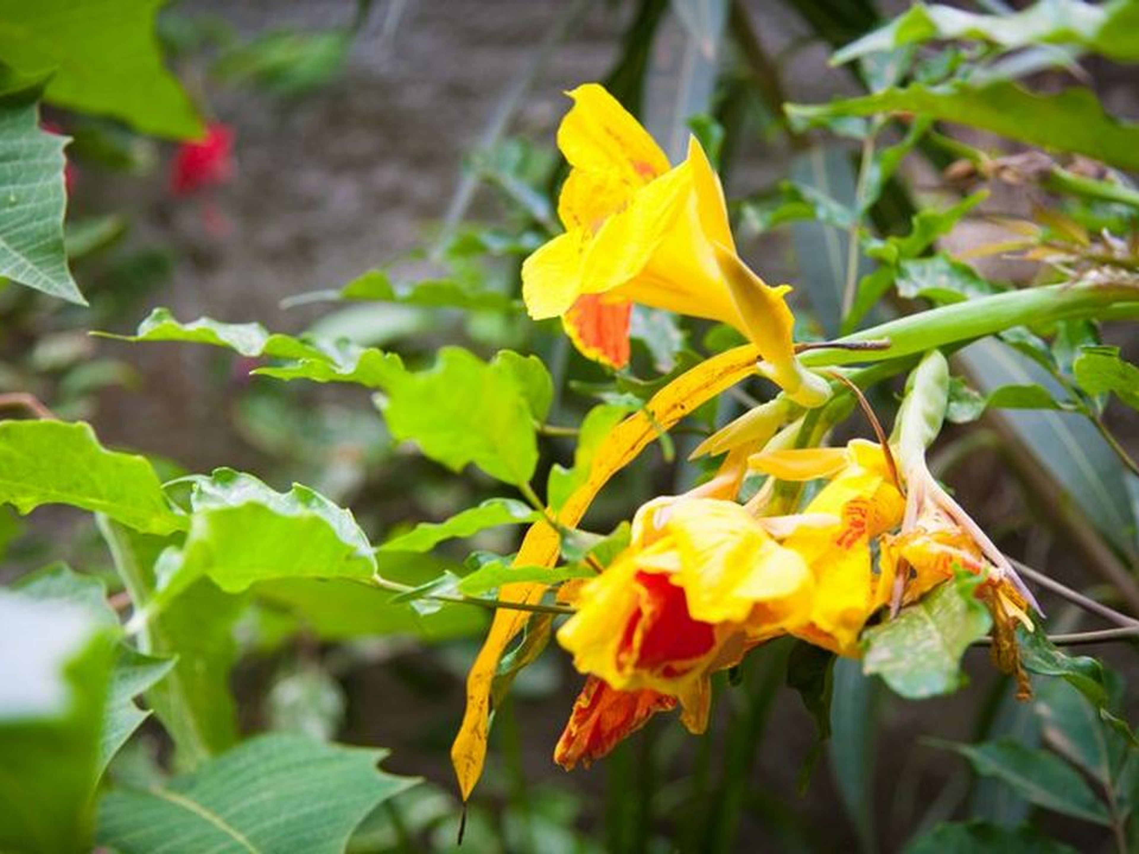 Gardenia’s Hostal, JOSÉ MENDOZA (Santa Ana), No.463-AHouse's garden view