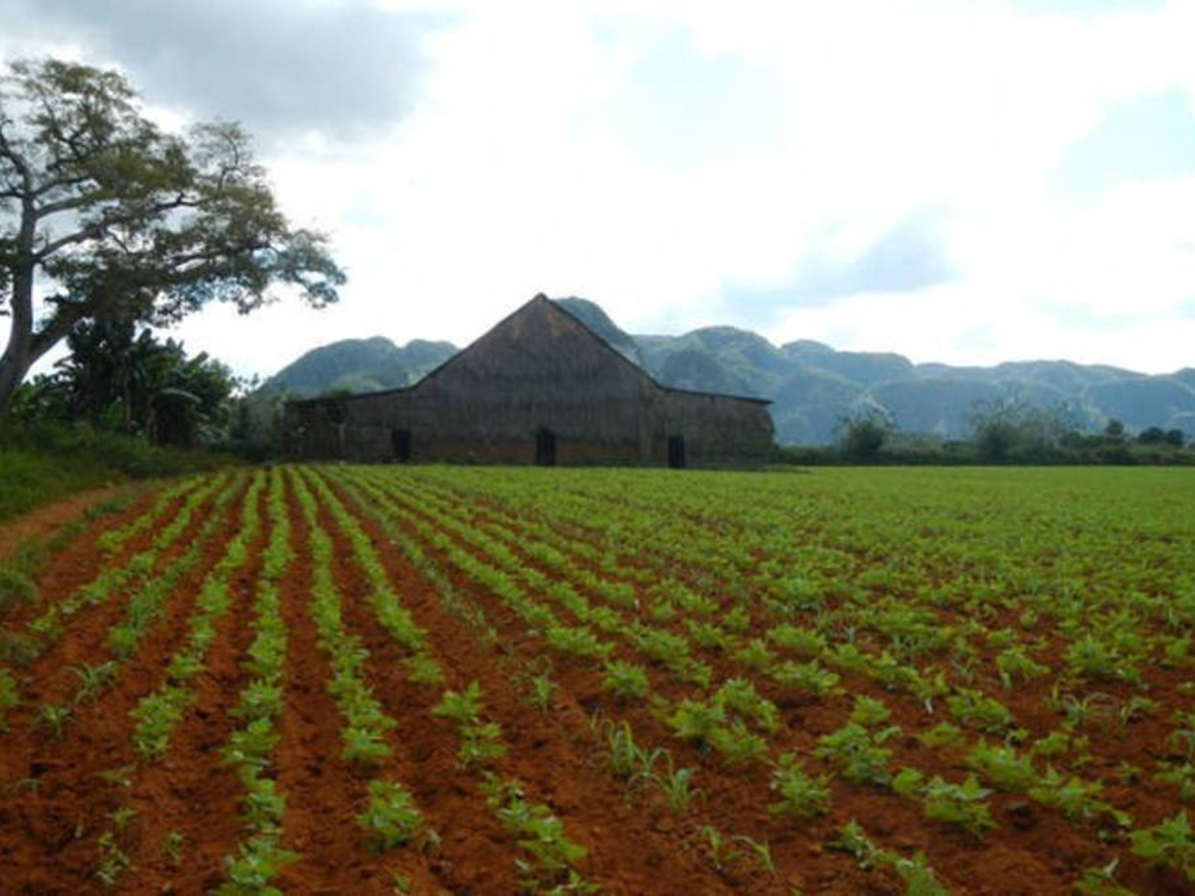 Villa El Laurel, CALLE 1ra, No. 11 - Tobacco plantation view