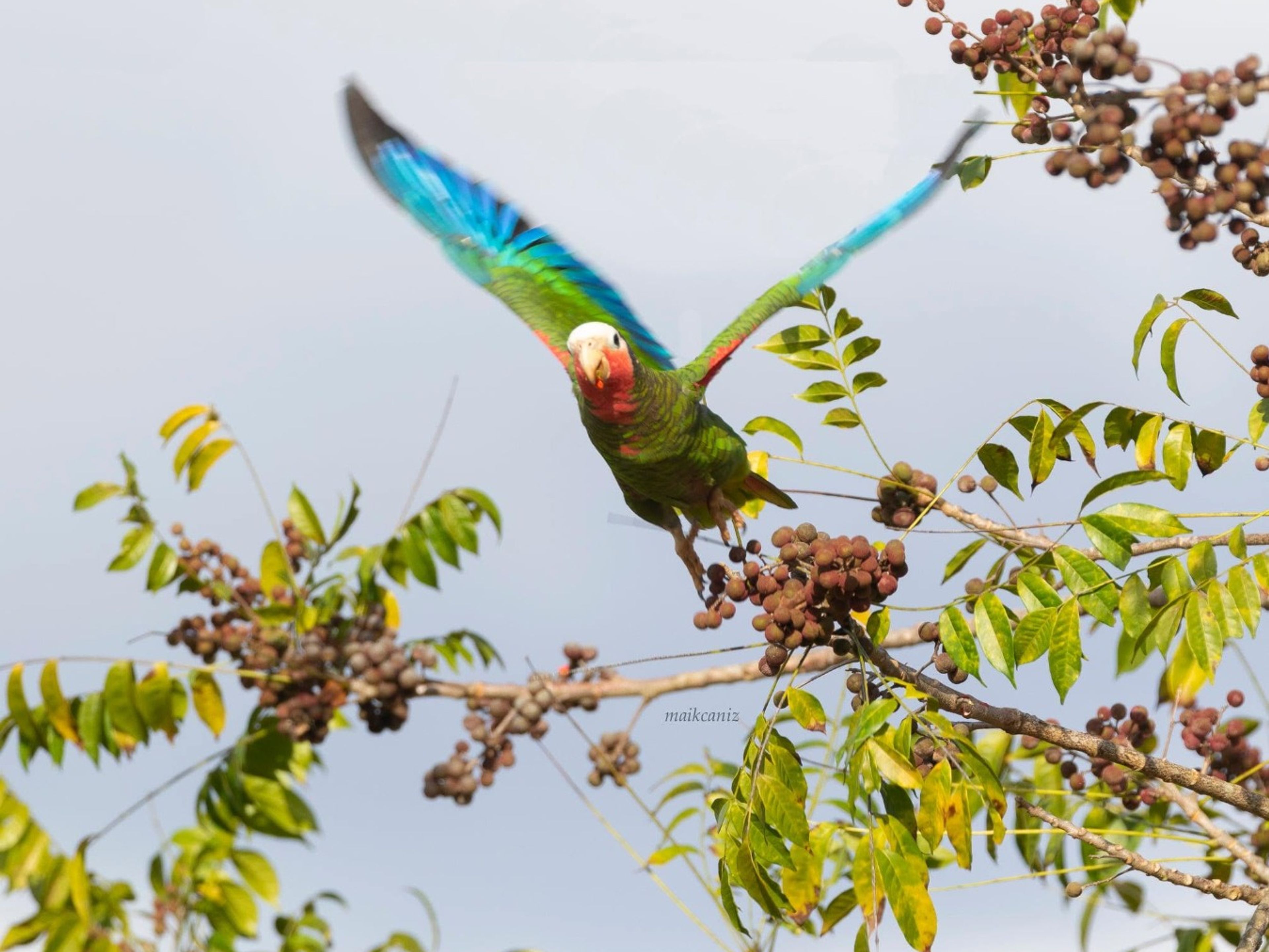 Cotorra - Cuban Parrot. Photo courtesy of Maikel Cañizares Morera.