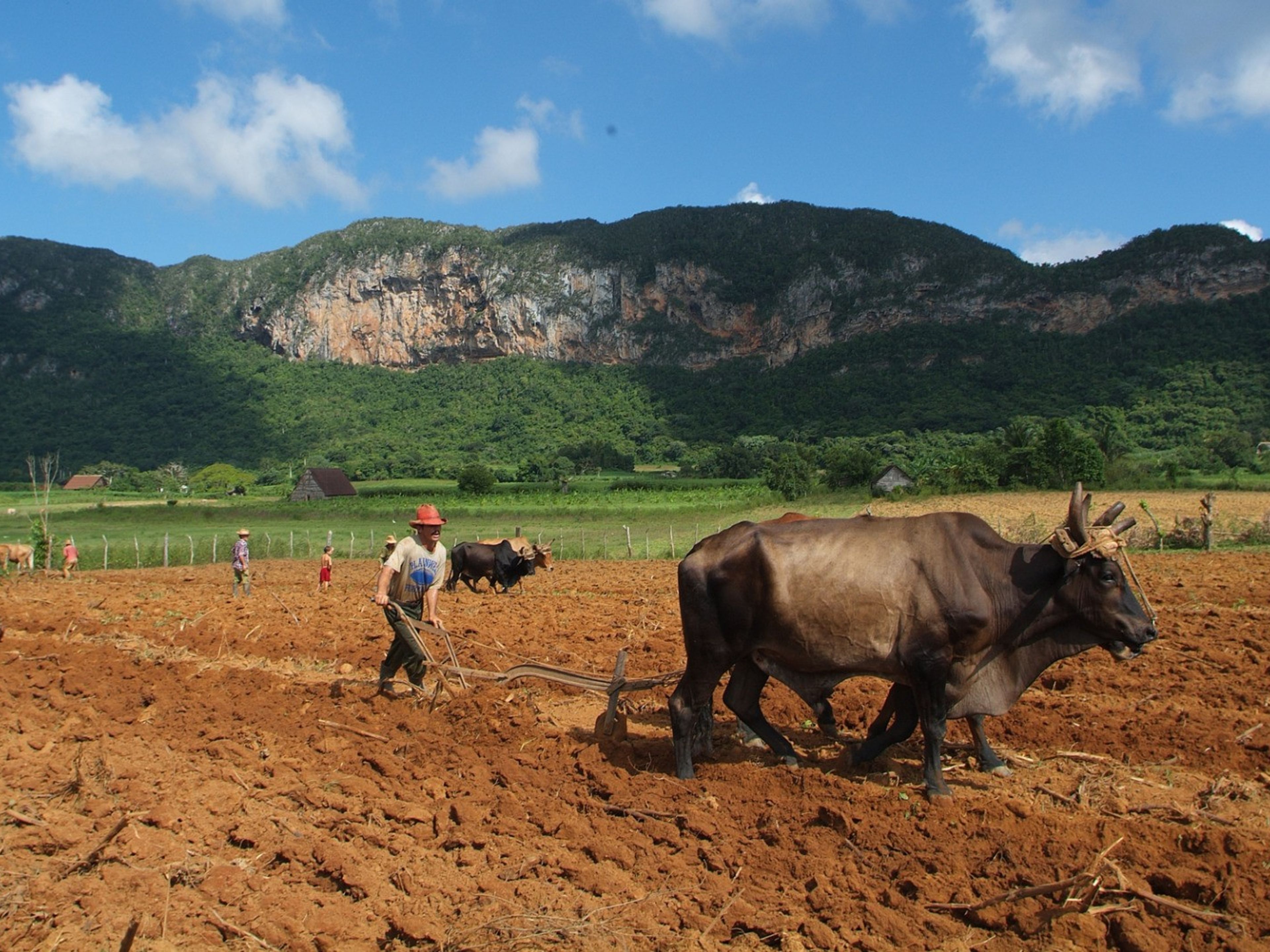 Tobacco plantations panoramic view at Viñales valley, Pinar del Río