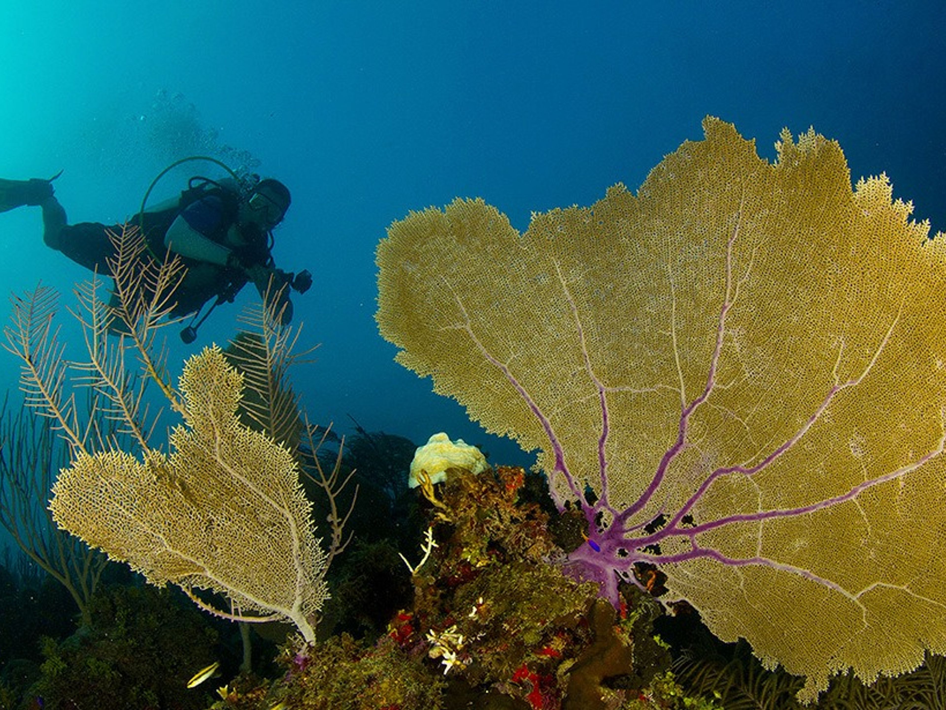 DIVING IN WESTERN CUBA Diving Tour, Havana, Cuba.