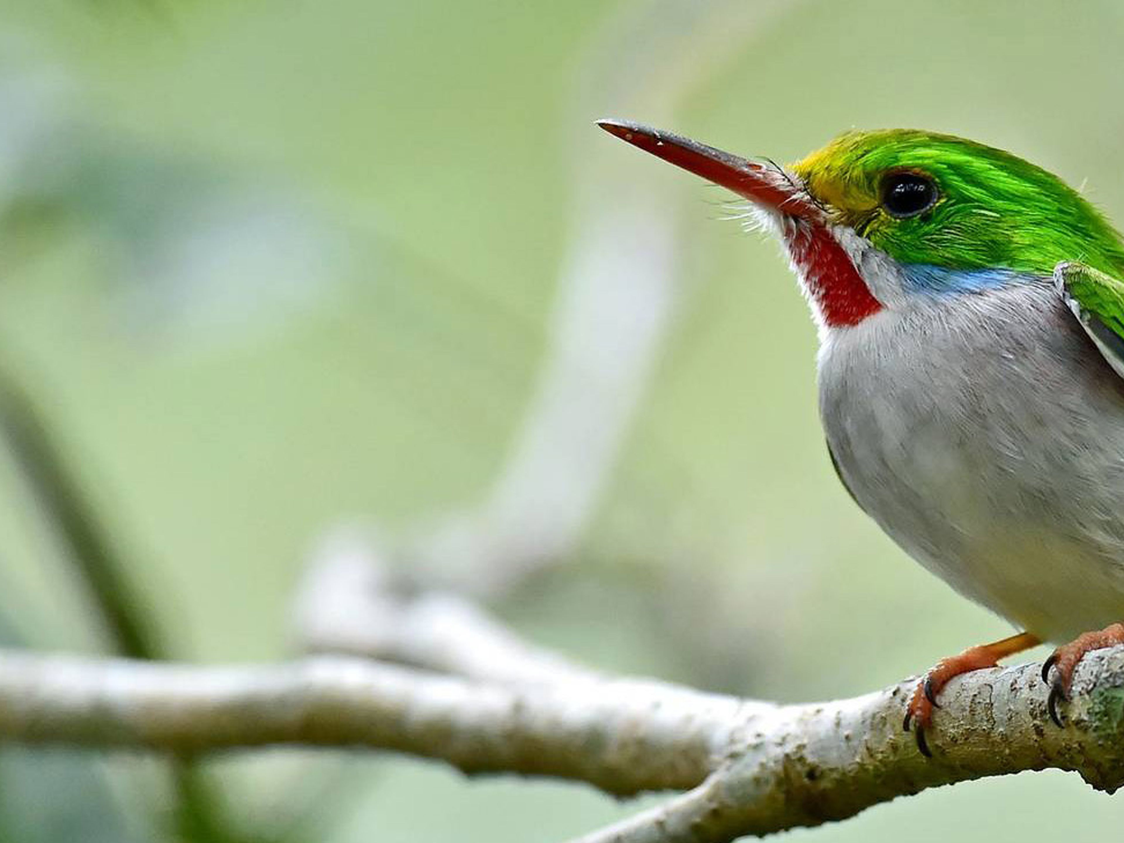 Cuban Tody. THE MOST COMPLETE BIRDWATCHING TOUR IN CUBA.