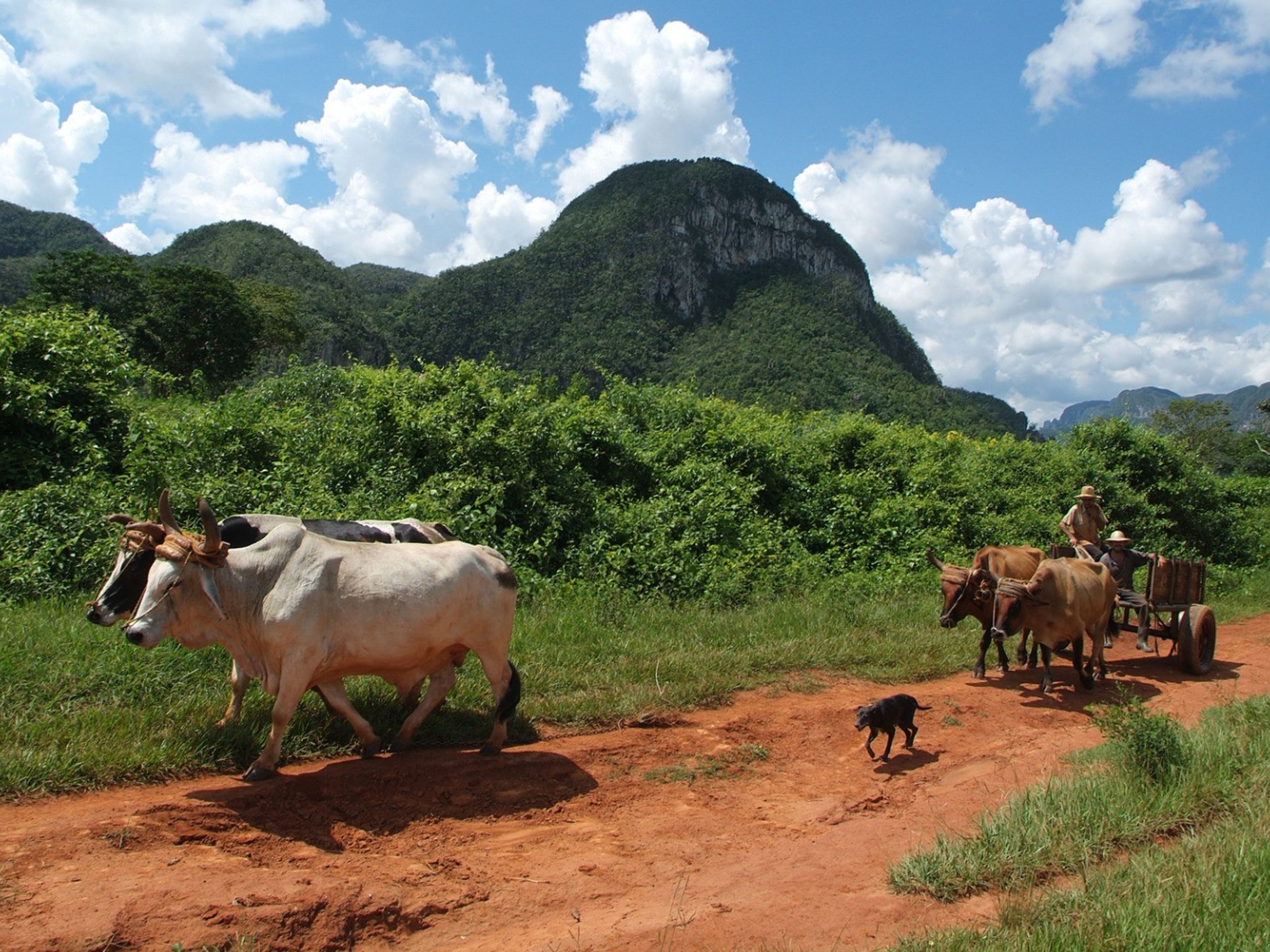 Plantations at Viñales valley panoramic view, Pinar del Río
