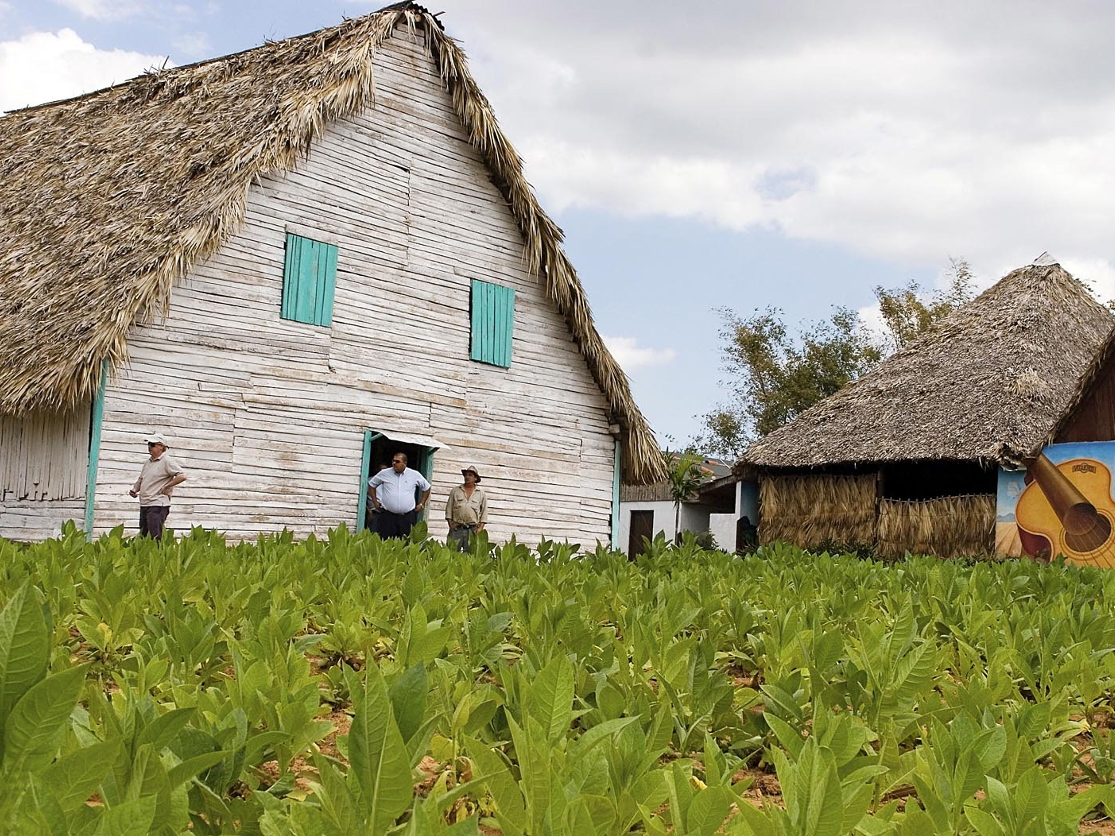 Tobacco plantations panoramic view at Viñales valley, Pinar del Río
