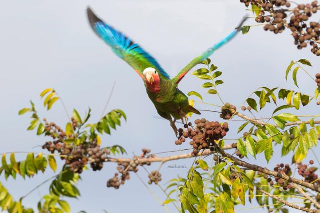 Cotorra - Cuban Parrot. Photo courtesy of Maikel Cañizares Morera.