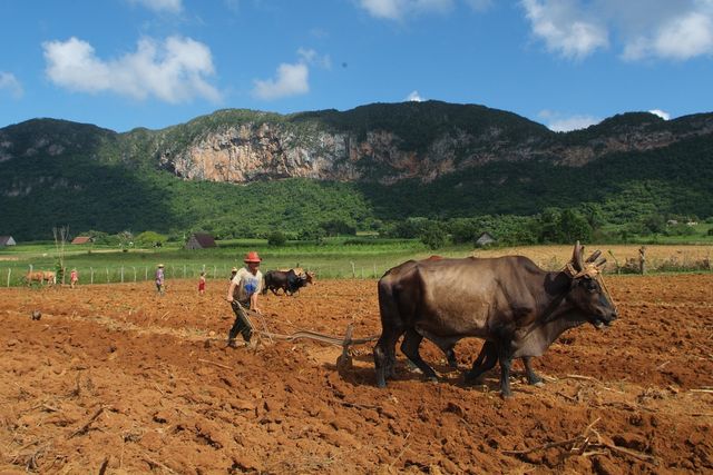 Tobacco plantations panoramic view at Viñales valley, Pinar del Río