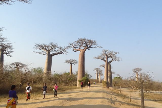 SAFARI BAOBAB TOURS IN MADAGASKAR Privatreise.
