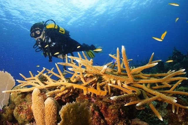 CUBA LEARN TO DIVE Diving Tour