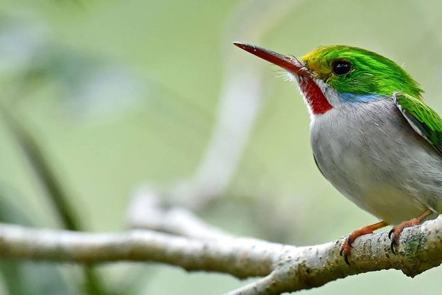 Cuban Tody. THE MOST COMPLETE BIRDWATCHING TOUR IN CUBA.