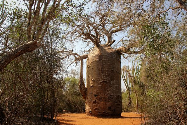 NATURERLEBNISSE FÜR NATURLIEBHABER IN MADAGASKAR Privatreise.