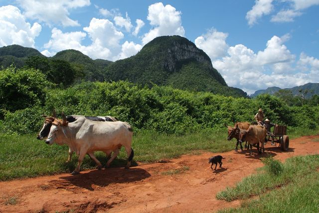 Plantations at Viñales valley panoramic view, Pinar del Río