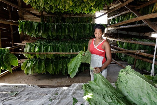 Tobacco plantations at Viñales valley, Pinar del Río