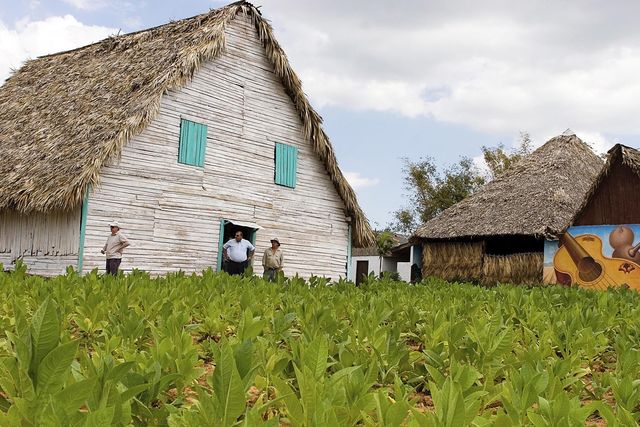 Tobacco plantations panoramic view at Viñales valley, Pinar del Río