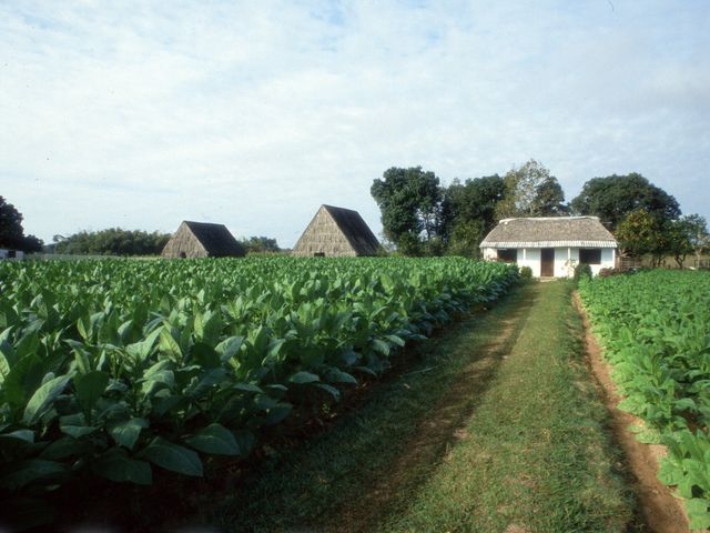 Tobacco plantations panoramic view at Viñales valley