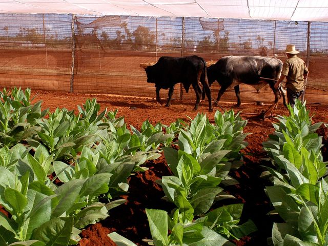 Tobacco plantation in Viñales, Pinar del Río, Cuba.