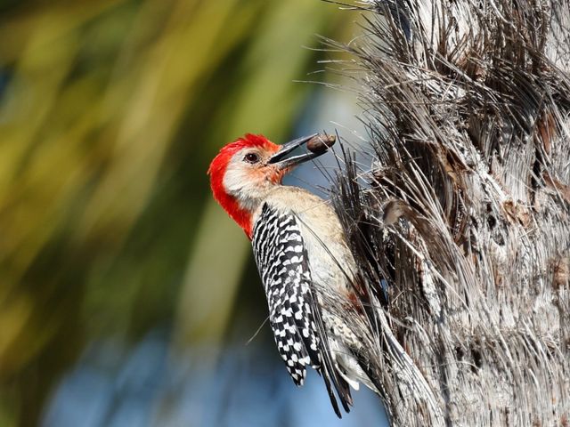 Cuban birds in Viñales national park, Pinar del Río