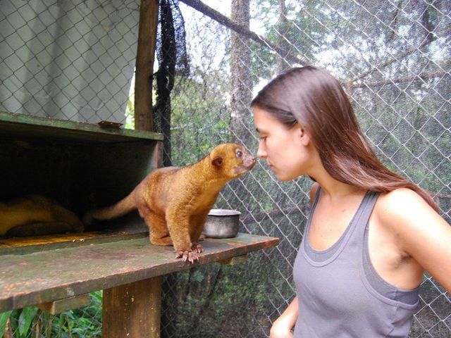 Visit a wildlife rescue center called Proyecto Asis at La Fortuna de San Carlos, Costa Rica