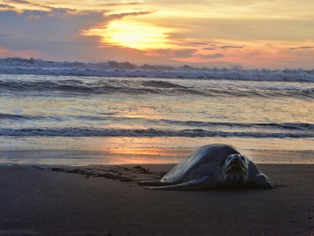 Wildlife Reserve of Playa Ostional, Samara beach, Costa Rica