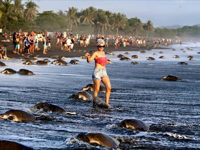 Wildlife Reserve of Playa Ostional, Samara beach, Costa Rica