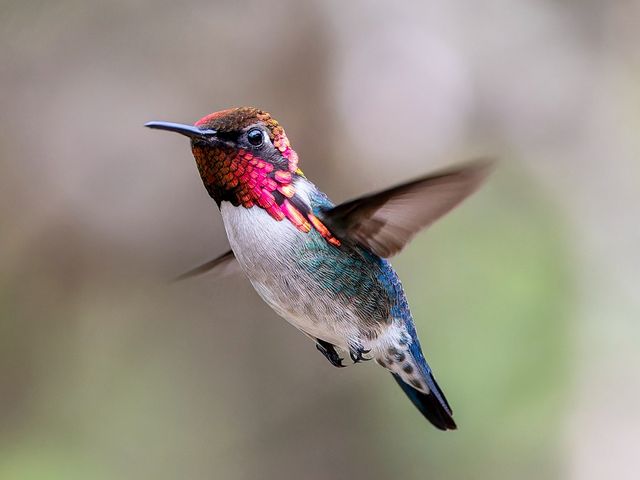 Bee Hummingbird (Colibrí). Photo courtesy of Maikel Cañizares Morera