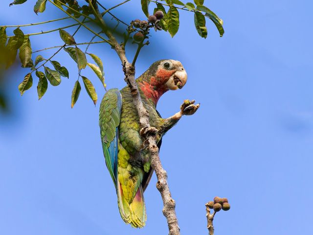 Cuban Amazon. Photo courtesy of Maikel Cañizares Morera