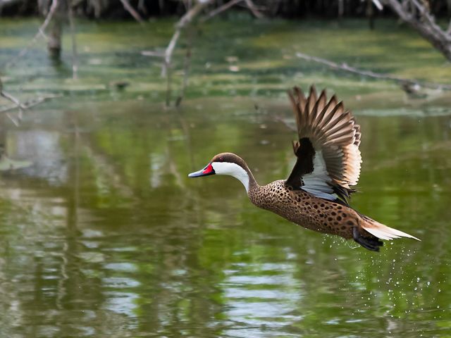 White-cheecked Pintail. Photo courtesy of Maikel Cañizares Morera