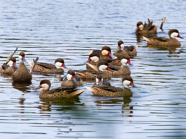 White-cheecked Pintail. Photo courtesy of Maikel Cañizares Morera
