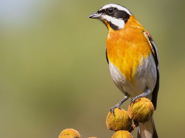 Western Spindalis. Photo courtesy of Maikel Cañizares Morera