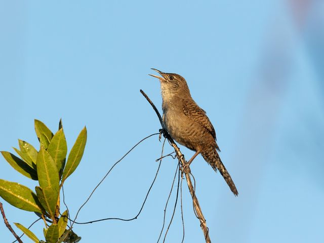 Zapata Wren. Photo courtesy of Maikel Cañizares Morera