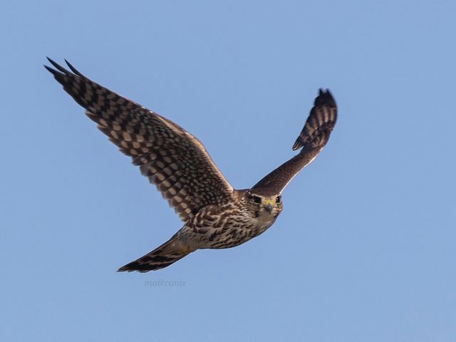 Merlin (Halcón de Palomas) Photo courtesy of Maikel Cañizares Morera
