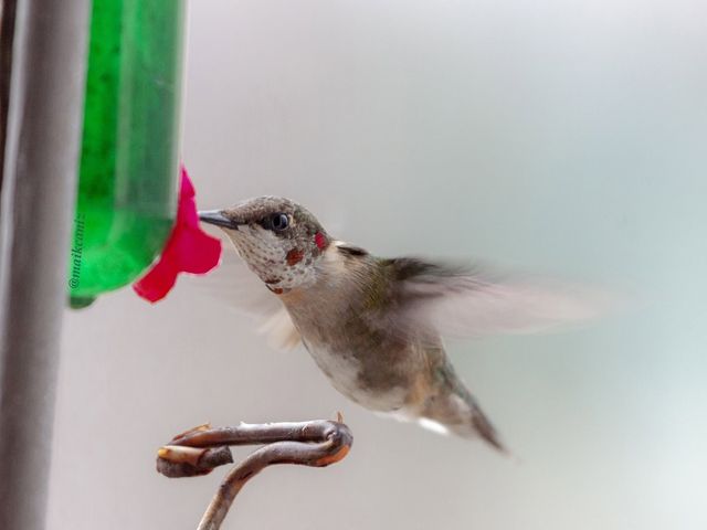 Archilochus colubris (Colibrí). Photo courtesy of Maikel Cañizares Morera