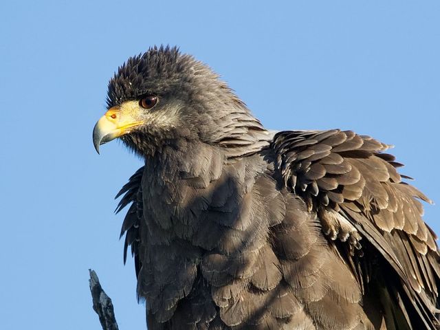 Cuban Black Hawk (Gavilán Batista). Photo courtesy of Maikel Cañizares Morera