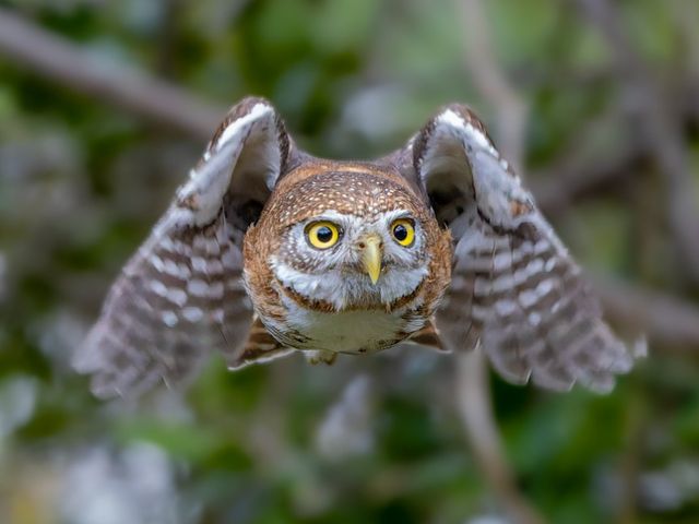 Cuban Pygmy Owl. Photo courtesy of Maikel Cañizares Morera