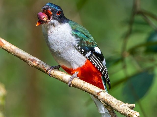 Cuban Trogon (Tocororo). Photo courtesy of Maikel Cañizares Morera