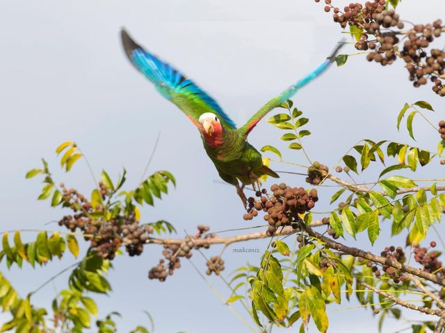Cotorra - Cuban Parrot. Photo courtesy of Maikel Cañizares Morera.
