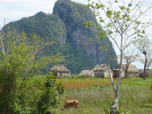 Cuban farmer tradition´s at countryside at Viñales Valley, Pinar del Río
