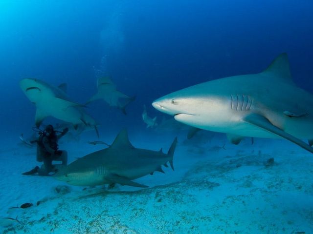 Scuba diving tour with Bull shack in Playa del Carmén, México