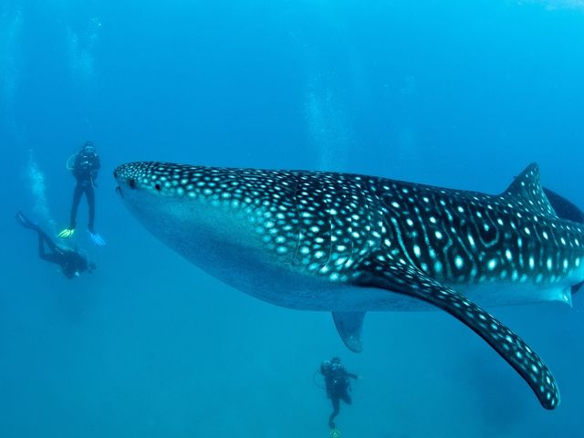 Scuba diving tour with whale shark in Caye Caulker, Belize