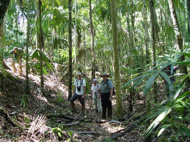 Trekking tour at Tikal ruins, an ancient Mayan archaeological site, Guatemala