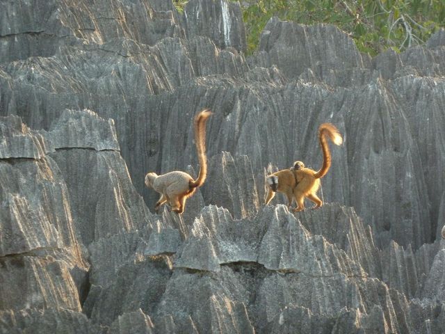 BEKOPAKA – PARC NATIONAL DU GRAND TSINGY – BEKOPAKA – PARC NATIONAL DU PETIT TSINGY.