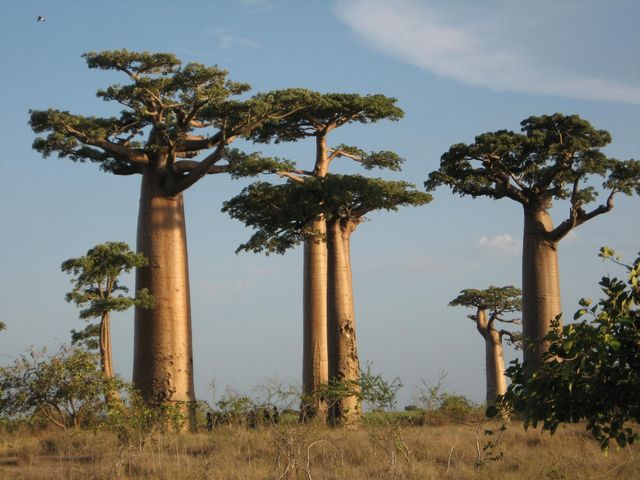 BEKOPAKA – BELO SUR TSIRIBIHINA – ALLÉE DES BAOBABS AVEC COUCHER DE SOLEIL – MORONDAVA.